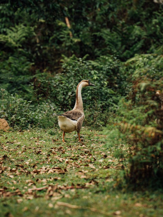 A goose is walking through the grass in the woods
