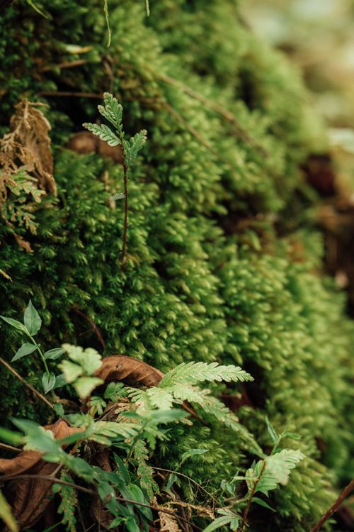 Free Close-up of vibrant green moss and ferns creating a lush and serene forest atmosphere. Stock Photo