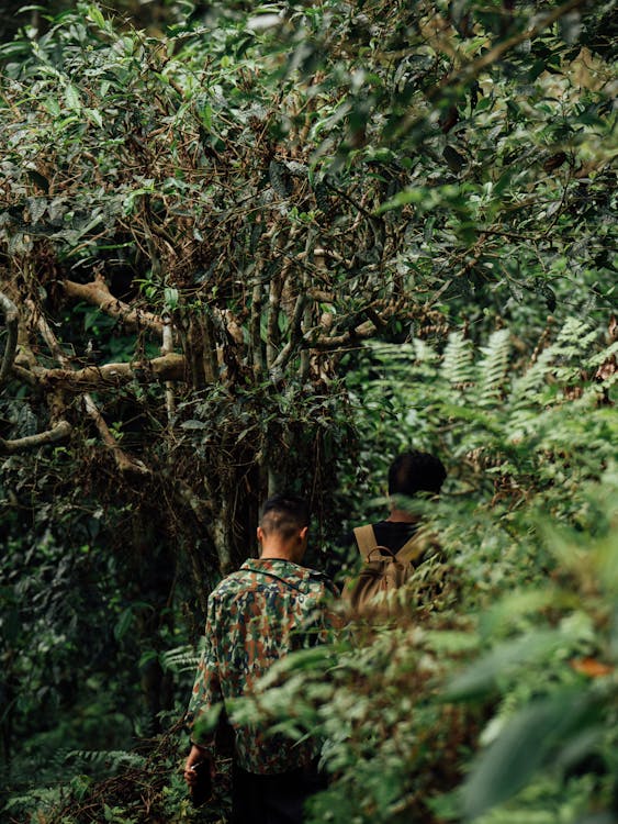 Two men walking through the jungle with a tree in the background