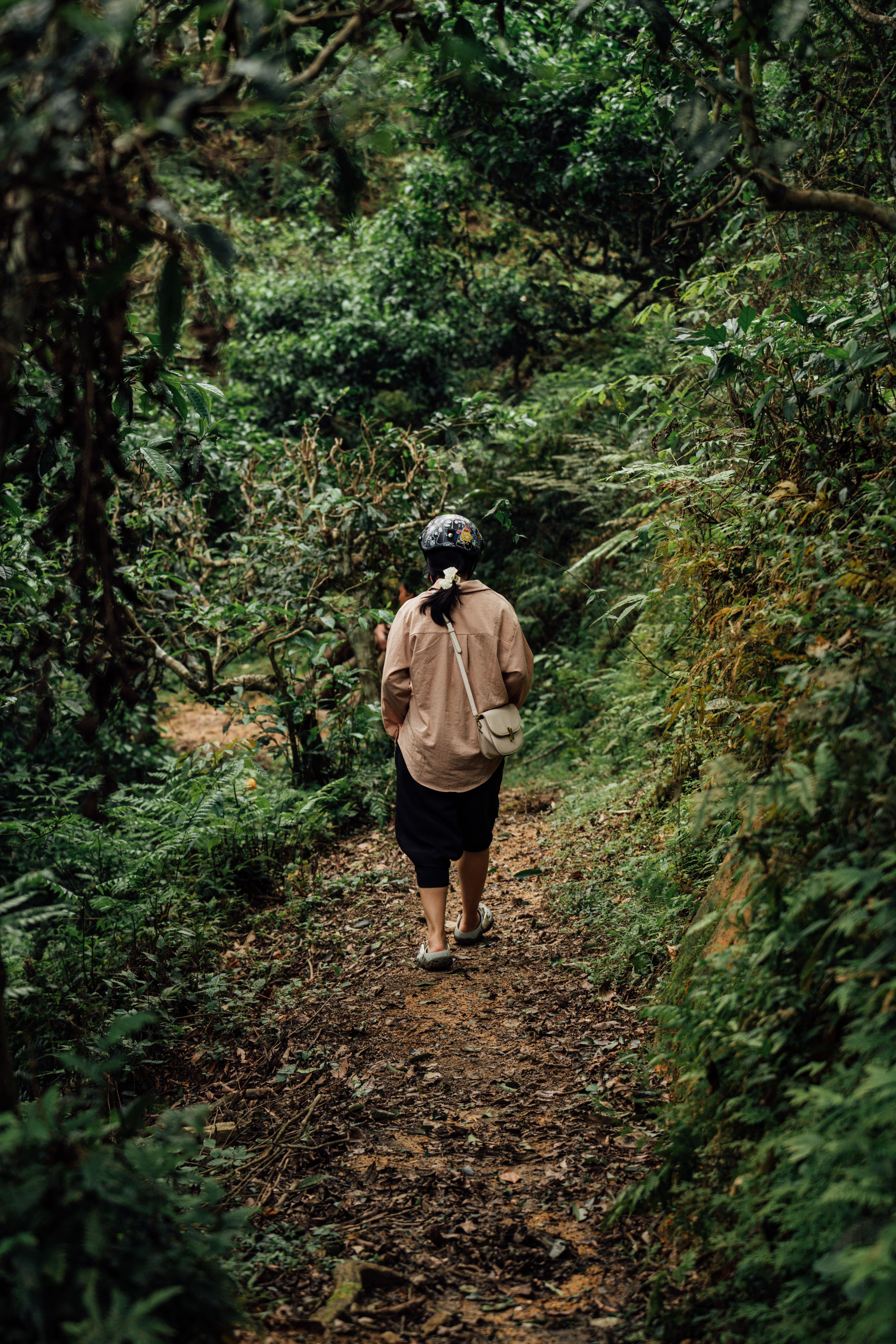 Back View of a Woman Walking in a Forest · Free Stock Photo