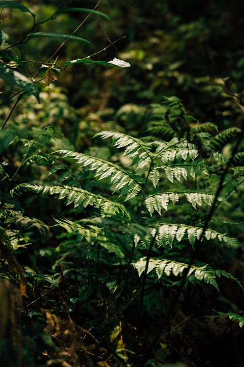 Free A serene view of vibrant green ferns illuminated by sunlight in a dense forest setting. Stock Photo