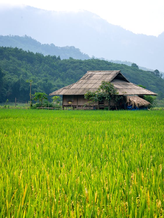 A rice field with a thatched roof and mountains in the background