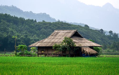 Free Charming wooden house nestled in lush green rice fields with mountain backdrop. Stock Photo