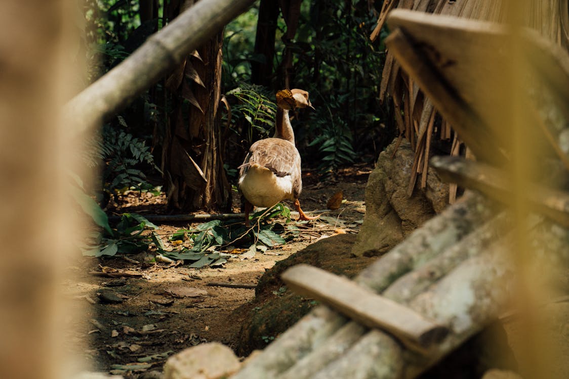 A goose is walking through the jungle