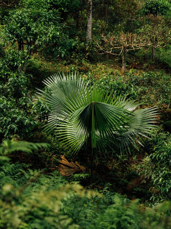 A palm tree in the jungle with green leaves