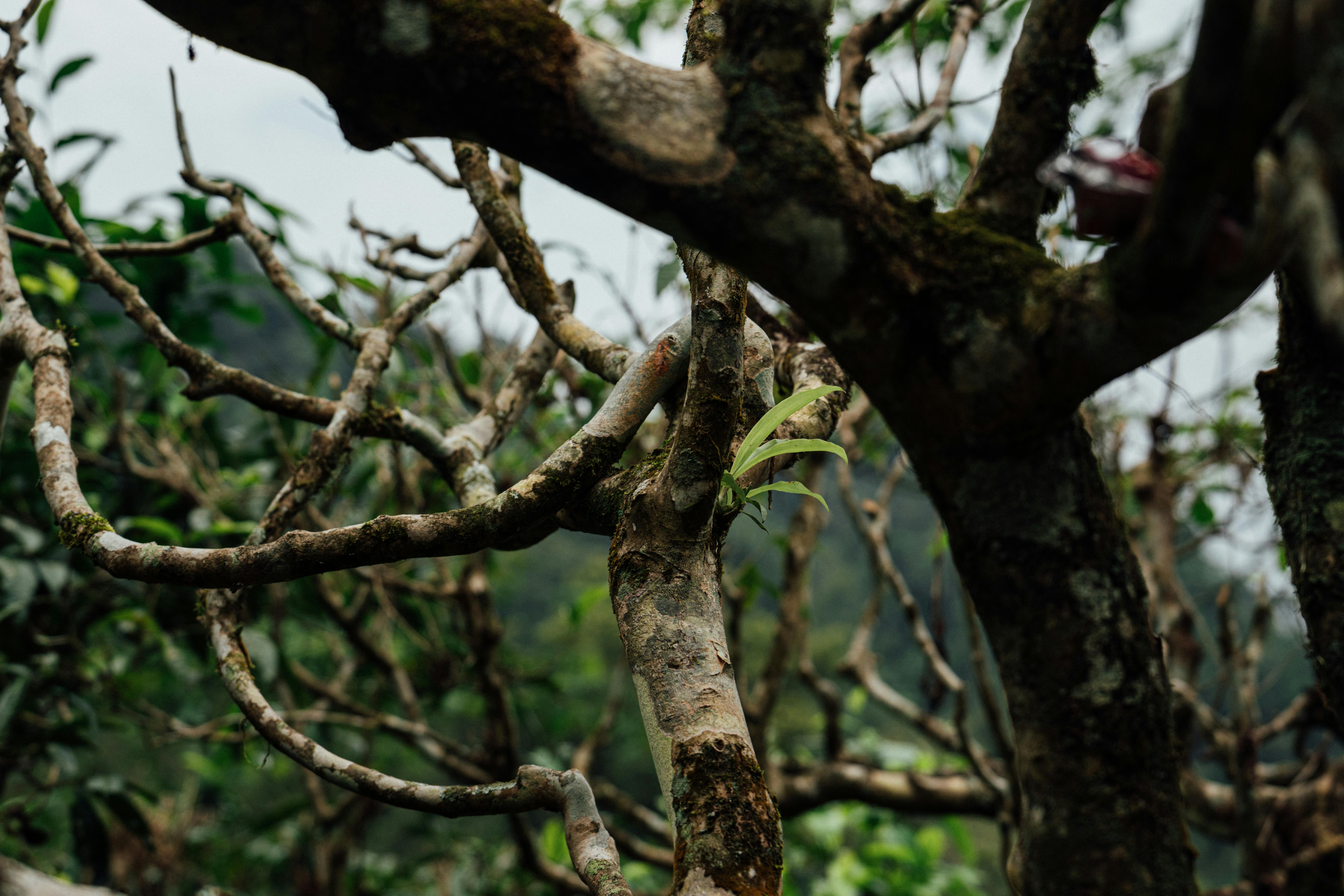 Close-up of tangled tree branches in a dense, green forest area.