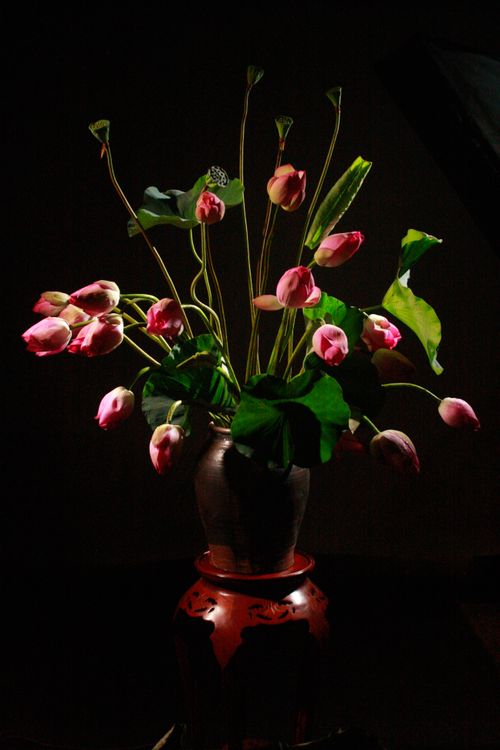 Free A graceful arrangement of pink lotus flowers in a vase against a dark backdrop, showcasing natural beauty and elegance. Stock Photo
