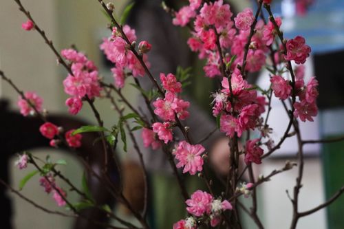 Free stock photo of flowers Stock Photo