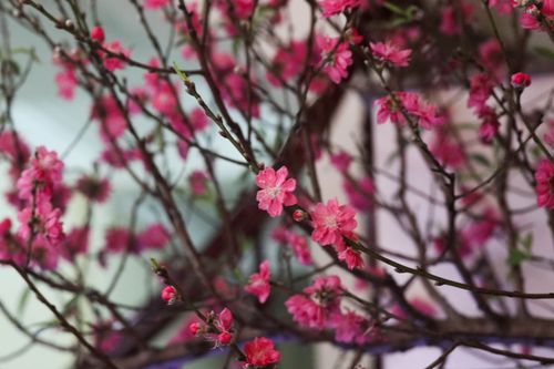 Free stock photo of flowers Stock Photo