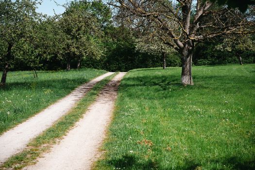 A dirt road in a grassy field