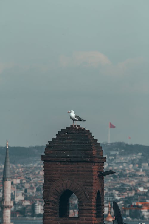 A seagull sits on top of a brick tower