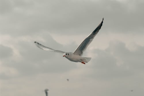 Kostenloses Stock Foto zu draußen, fliege, flug