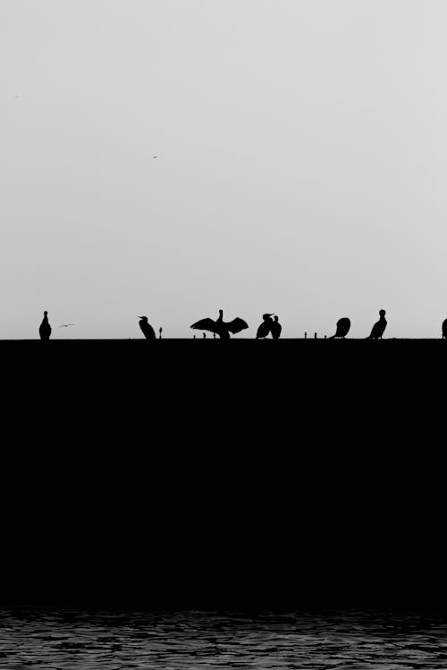 Silhouette of people on a pier with birds