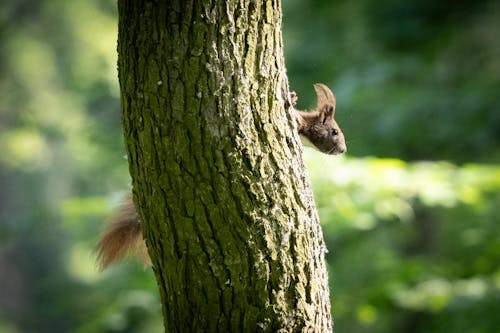 A squirrel peeks out from behind a tree trunk