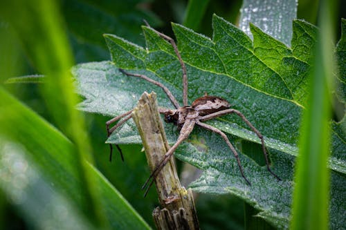 A spider sitting on top of a leaf