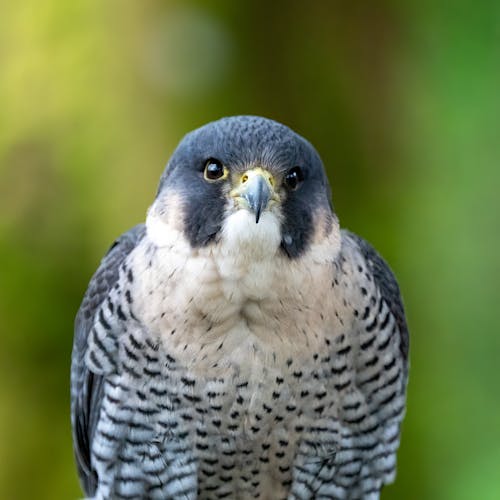 A close up of a falcon sitting on a branch