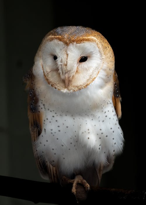 A barn owl sitting on a branch with its eyes closed