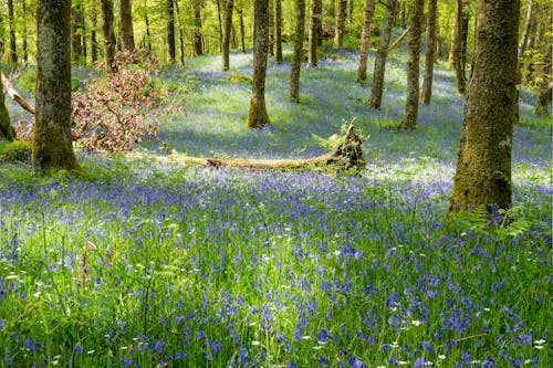A forest with bluebells and trees