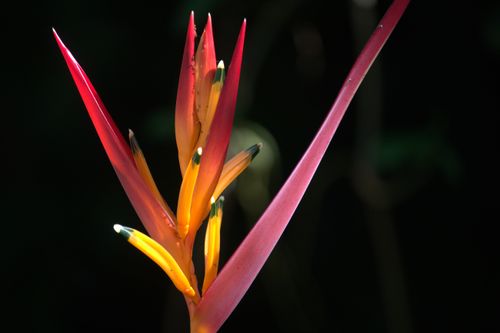 Free Close-up of a colorful Heliconia flower in Guaratuba, Brazil. Vivid detail and summer vibes. Stock Photo