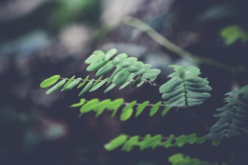 녹색은 달러 유칼립투스 잎의 선택적 초점 사진