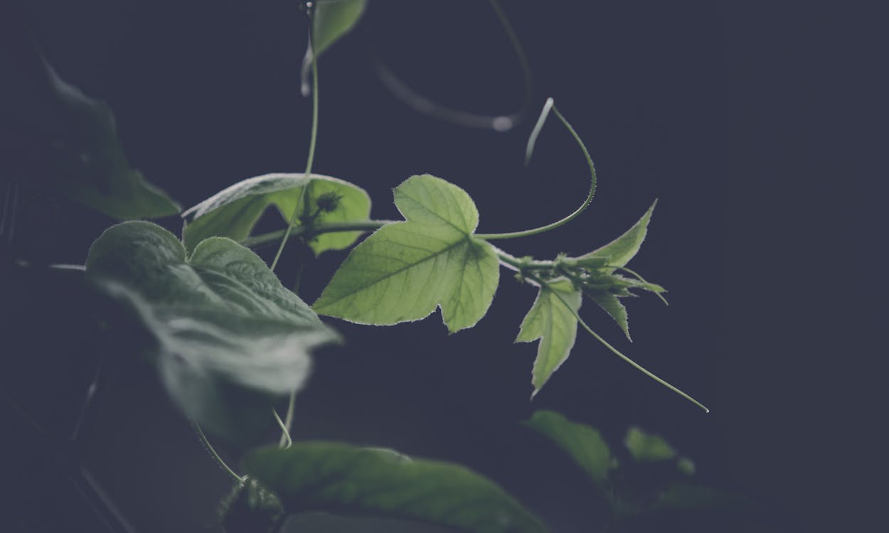 Free Green Leafed Vines Stock Photo