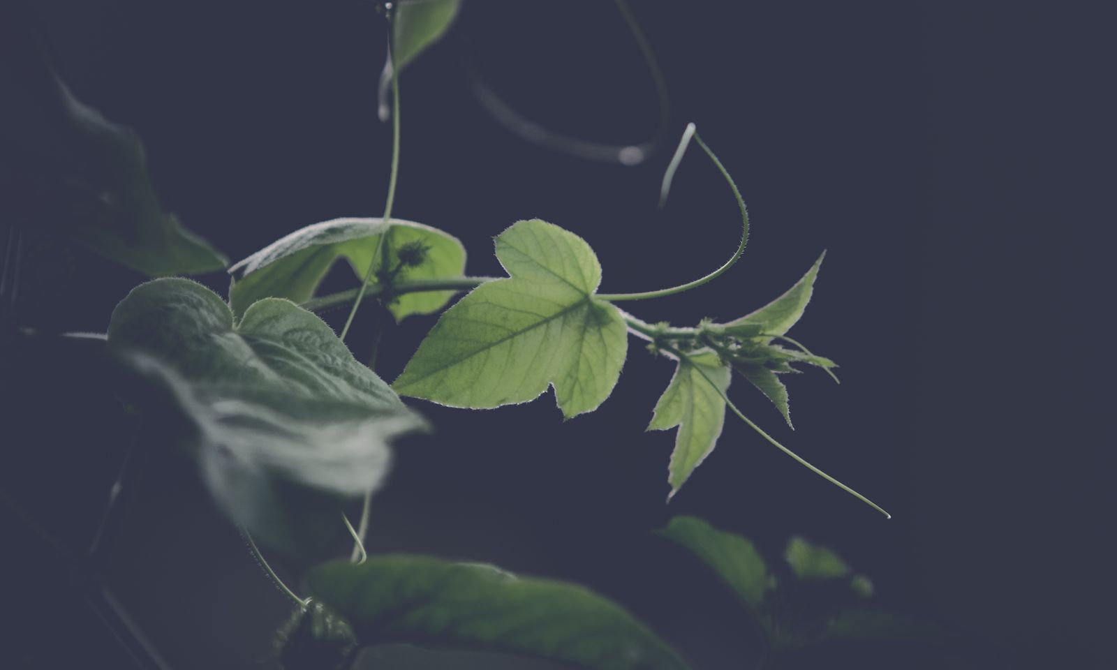 Macro close-up of fresh green leafed vines with a soft blurred background