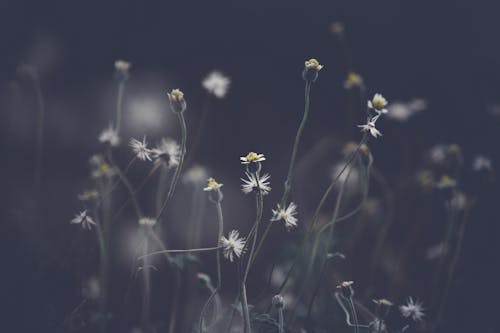 Gratis Foto Grayscale Petaled Flowers Foto Stok