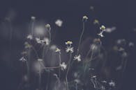 镜头以喜怒无常、柔和基调捕捉了田野中精致野花的迷人特写