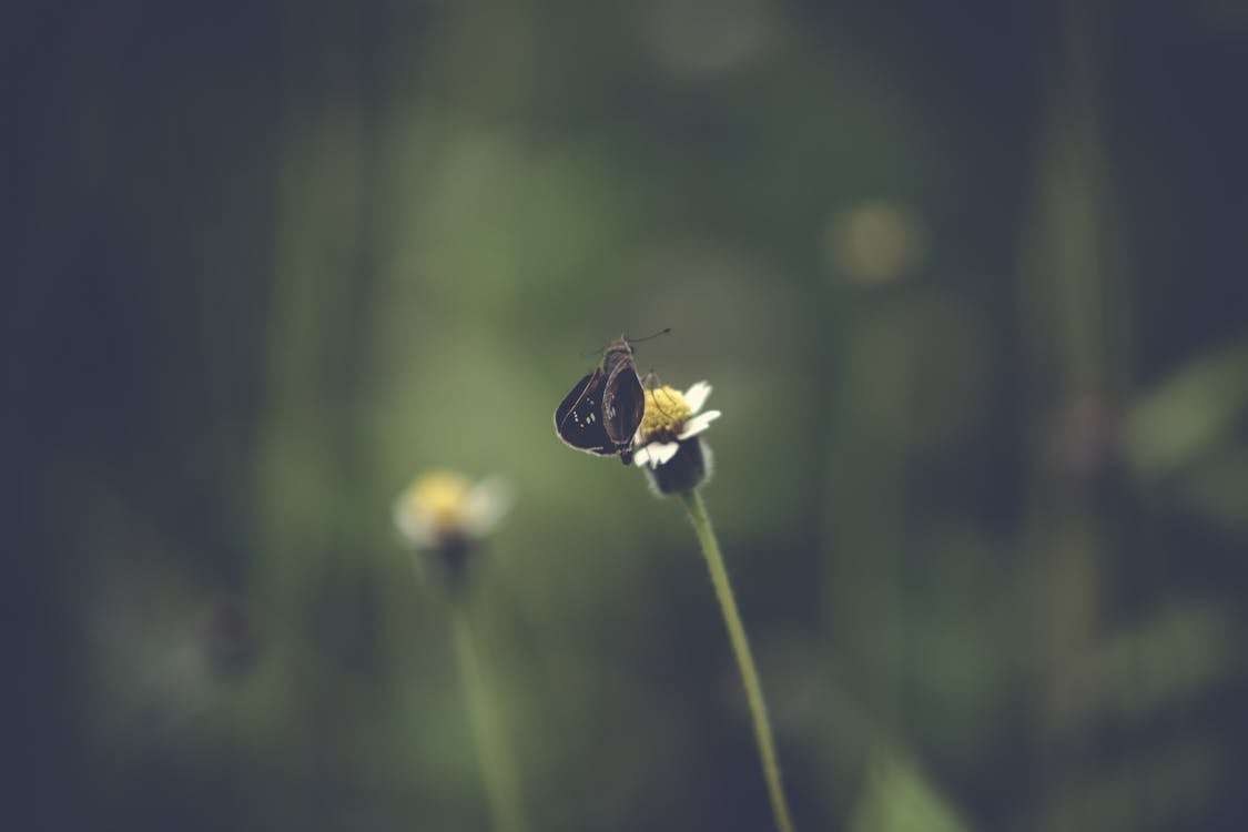 Fotografia Com Foco Seletivo De Borboleta Preta Em Flor De Pétalas Brancas