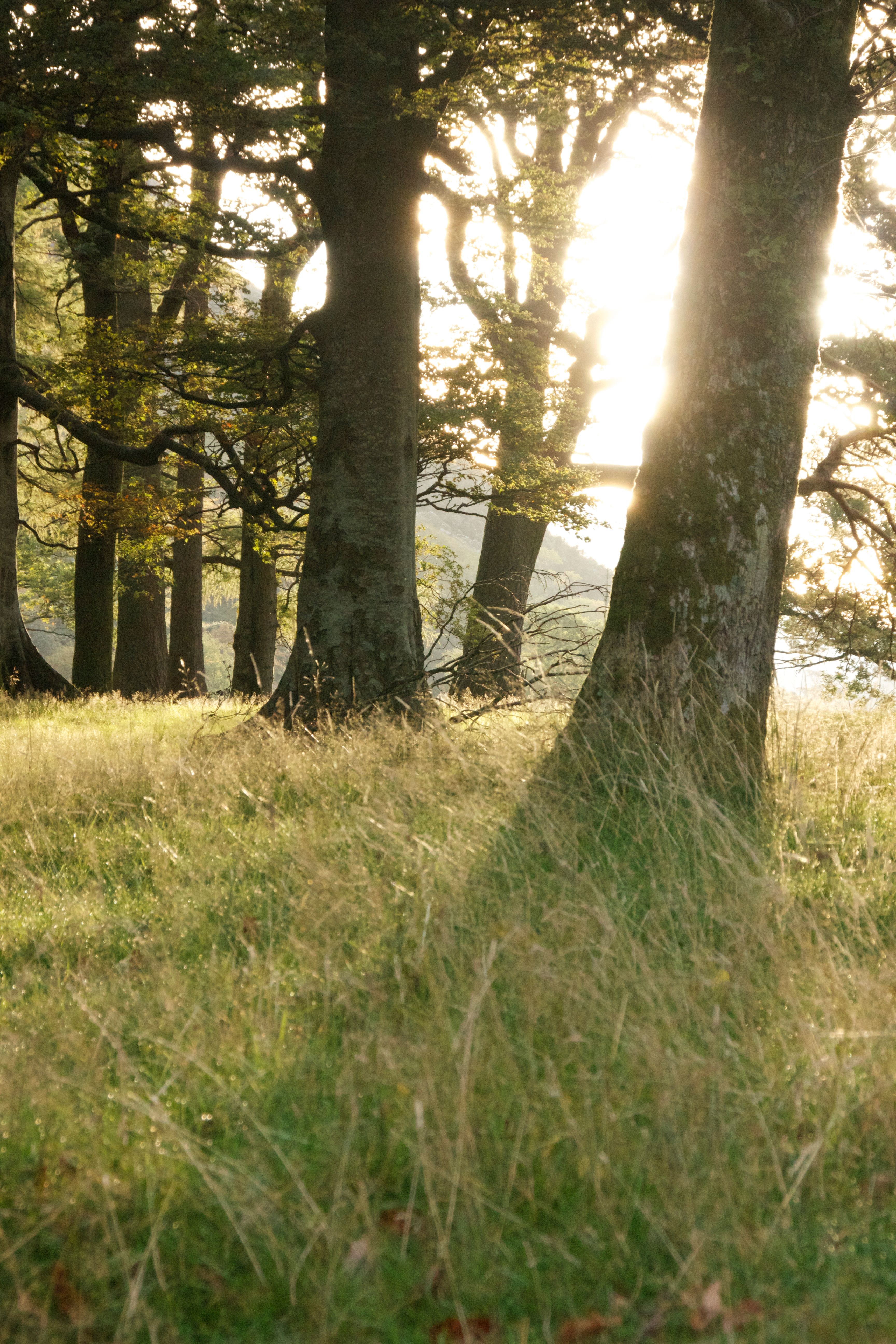Daylight Exposure Linked to Lower Dementia Risk: New Study Insights