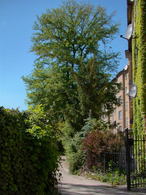 Бесплатное стоковое фото с Аллея, дерево, дневной свет