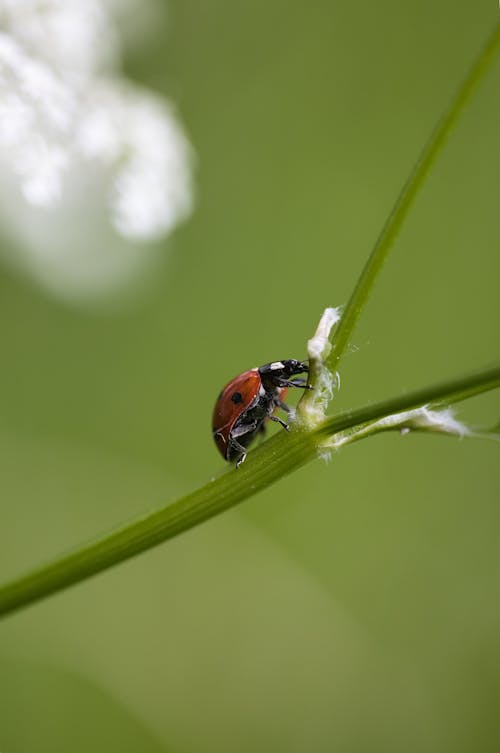 A ladybug is sitting on a stem of a plant