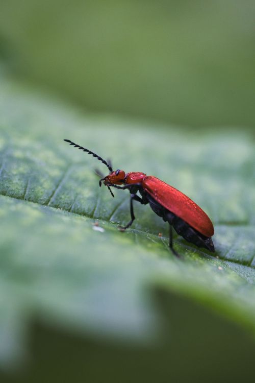 Free Macro shot of a vibrant red beetle on a green leaf. Stock Photo