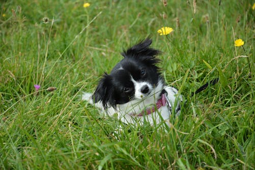 White and Black Puppy Lying on Grass Field