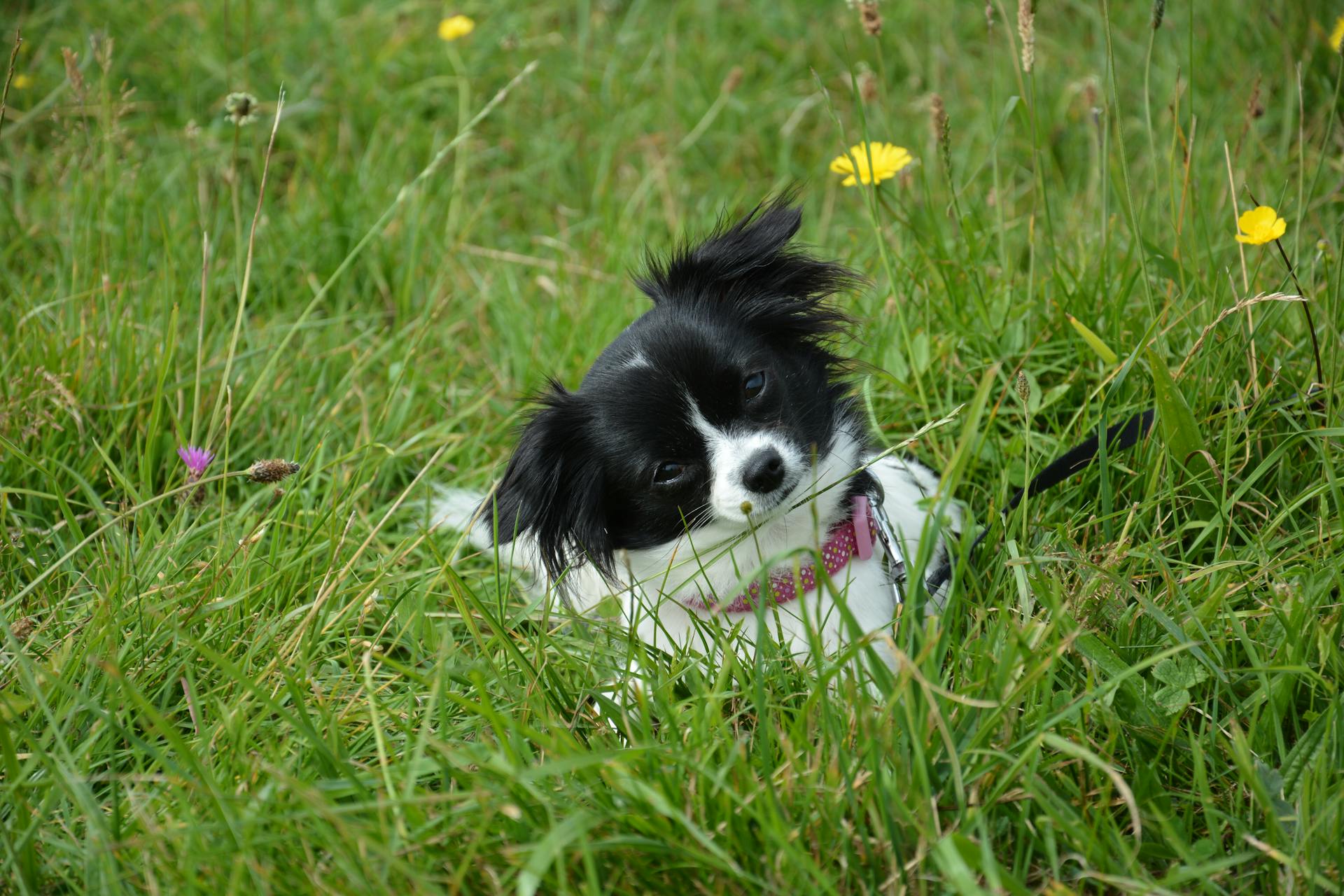 Un chiot blanc et noir couché dans l'herbe