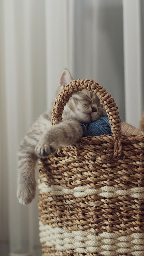 Cute Kitten Sleeping in a Basket