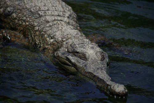 Close Upfoto Van Krokodil Op Water