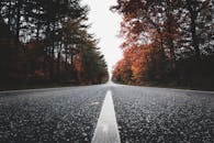 一条绿树成荫的乡村小路，营造出宁静的旅行场景