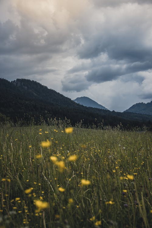 Photo of Flower Field Near Mountains