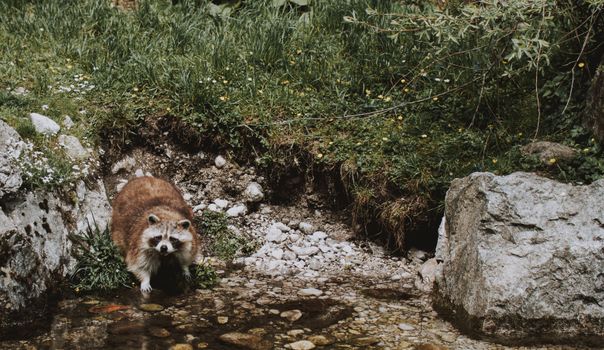 From above of small cute raccoon drinking water from small lake near green rural field and rocks