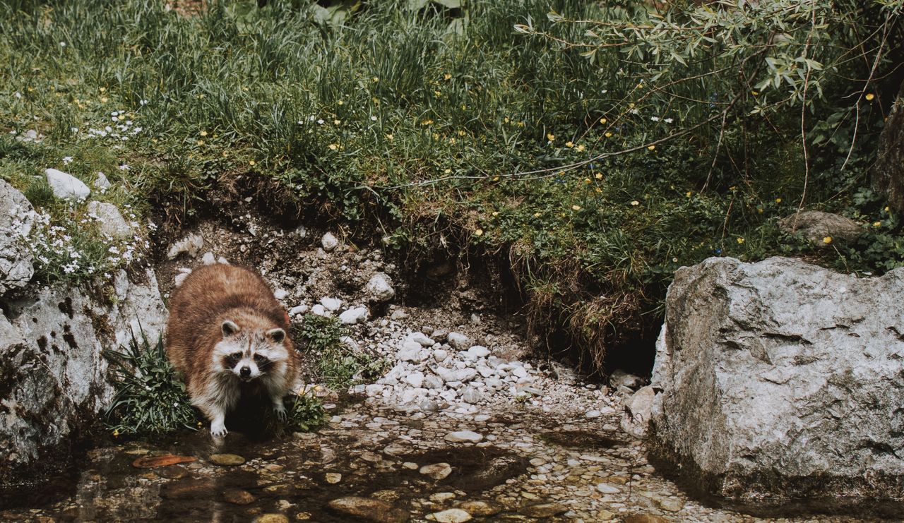 from above of small cute raccoon drinking water from small lake near g