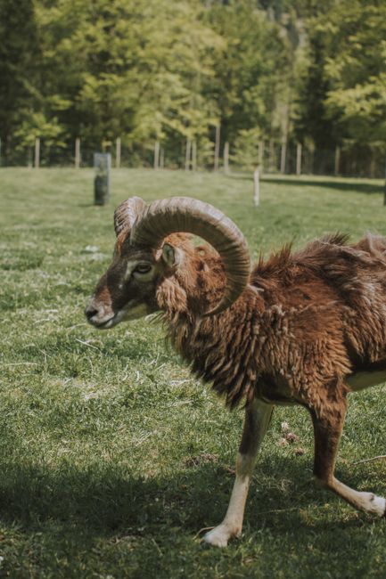 Capture of a brown ram with large curved horns grazing in a lush green field.
