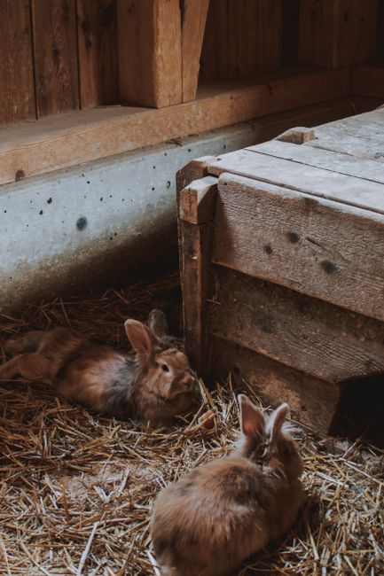 Two fluffy rabbits relaxing on straw in a rustic wooden barn interior.