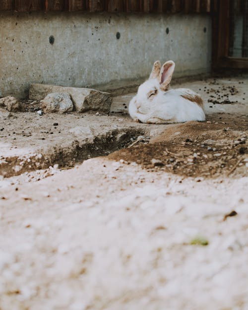 地面に横たわっているウサギの写真