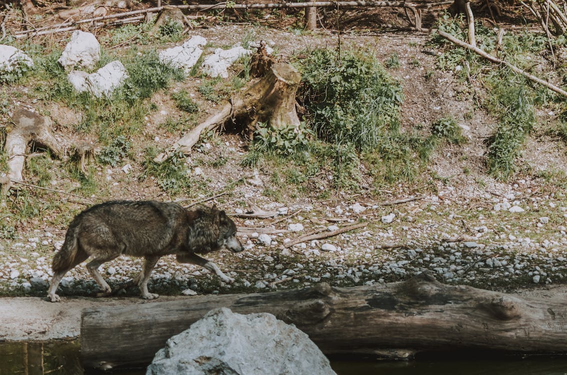 Free Photo of Wolf Near River Stock Photo