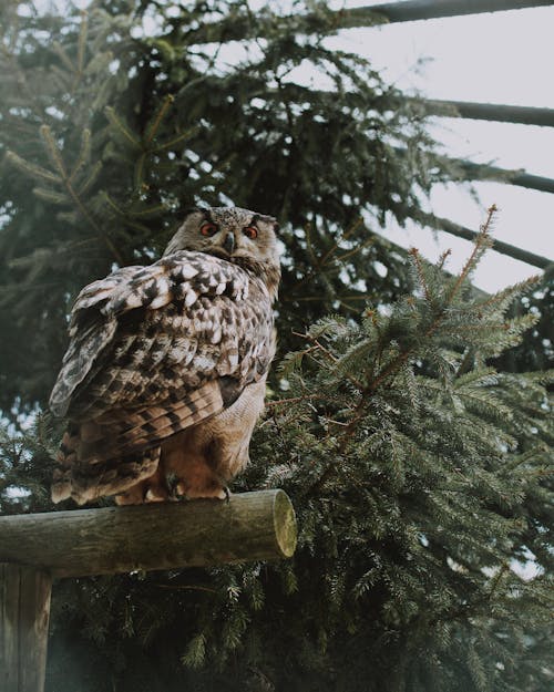 Free Brown Owl Stock Photo