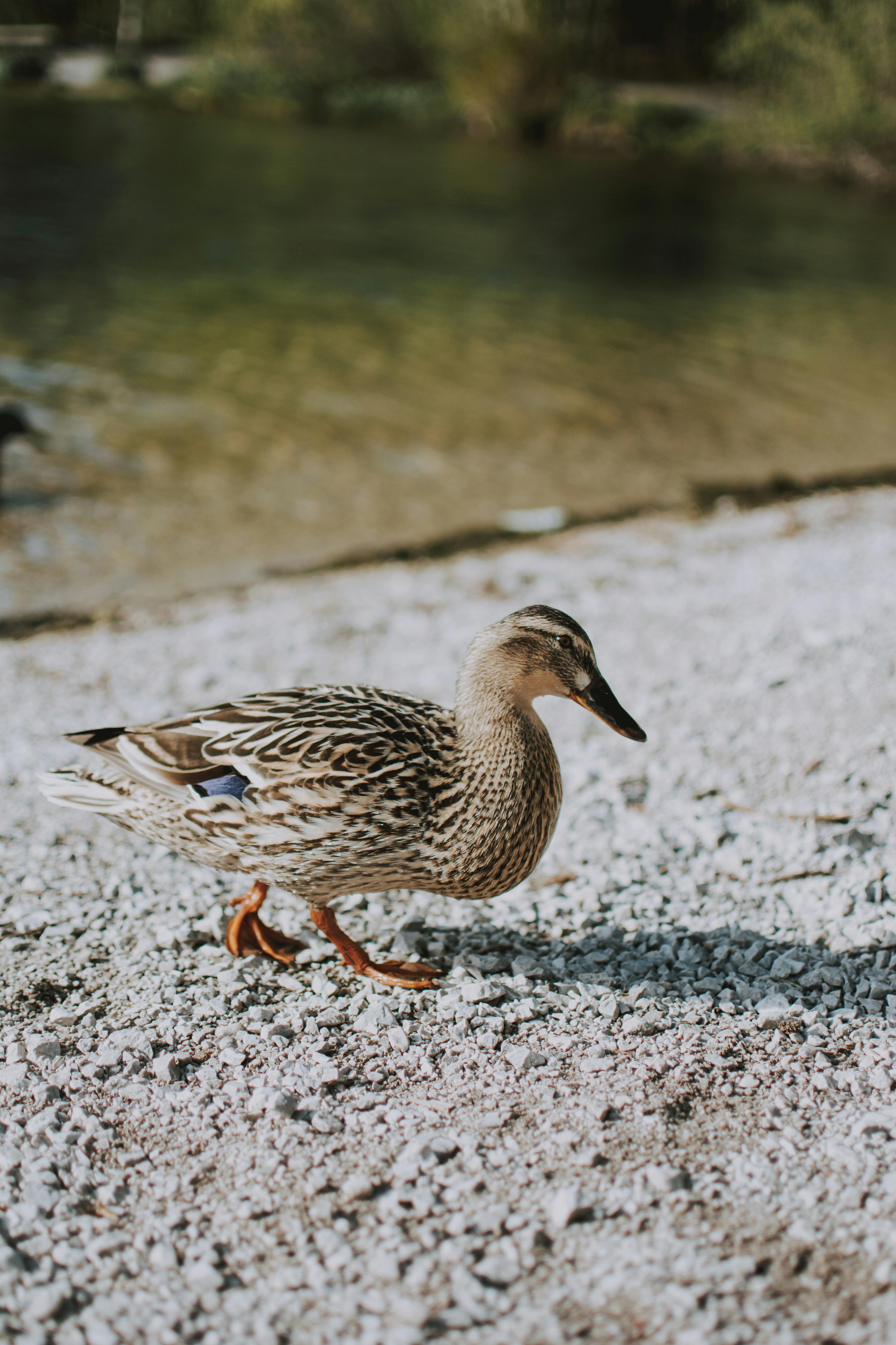 beige duck on sand