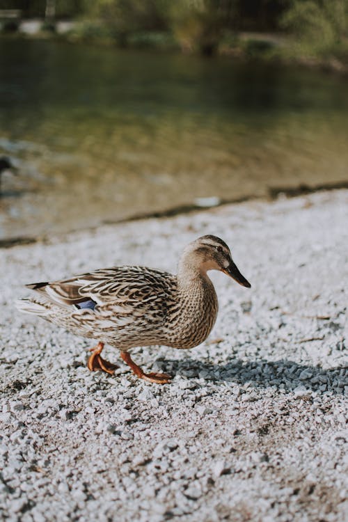 Free Beige Duck on Sand Stock Photo