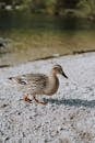 Beige Duck on Sand