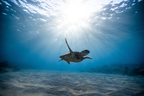 Free Underwater Photography of Turtle Stock Photo